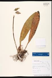 Image result for Oeceoclades maculata × quadriloba