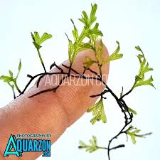 Image result for Crepidomanes