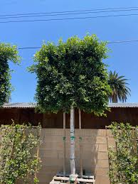 Image result for Ficus conraui