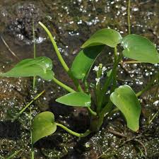 Image result for Heteranthera callifolia