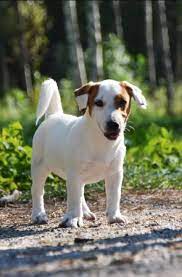 A list of popular jack russell names to help you find the perfect name for your new dog. 10 Best Jack Russell Terrier Names The Paws