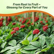Image result for Ginseng