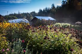 If you are choosing to opt out of personalizing a vase, you will need to bring a container to transport your flowers they can pick a flower from the flower box to take home. Vancouver Island Archives British Columbia Organic Grower