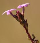 Image result for Buchnera leptostachya