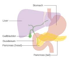 Diagnosis of canine pancreatic cancer a vet usually will first examine the dog physically. Pancreatic Cancer Wikipedia