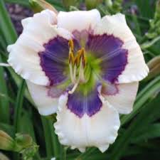 One of my passions in daylilies is appliqued daylily hybridizing. Daylily Hemerocallis Little Wizard In The Daylilies Database Garden Org