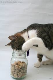 My own tuna & honey cat treats. How To Make Cat Treats With Catnip Arxiusarquitectura
