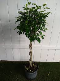 Image result for F kus Ficus