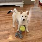 The Cream Shiba Inu – The Facts and The Controversy - My ...