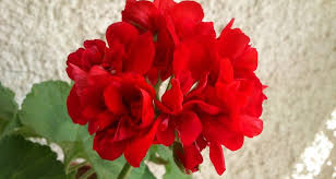 Το πολύ μεγάλων διαστάσεων πρωτομαγιάτικο στεφάνι που κατασκεύασαν με την μέριμνα. H Prwtomagia Twn Loyloydiwn Kai To Prwtomagiatiko Stefani Aria Free Press