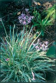 170 Landscaping Ideas In 2021 Plants Planting Flowers Desert Garden