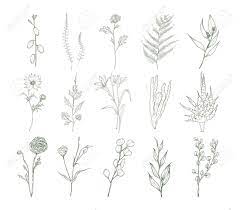 Find images of flower drawing. Set Of Detailed Botanical Drawings Of Flowers Ferns And Succulent Royalty Free Cliparts Vectors And Stock Illustration Image 92101483