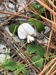 Image result for Tephrosia argyrolampra