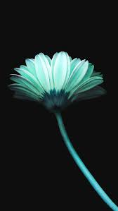 Lonely Flower Dark Blue Simple Minimal Art Iphone 5s Wallpaper Download Iphone Wallpaper Dark Phone Wallpapers Cool Wallpapers For Phones Iphone 5s Wallpaper