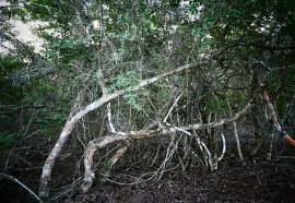 Image result for Triainolepis sancta