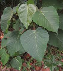 Image result for Macaranga capensis