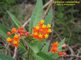 Image result for Asclepias curassavica