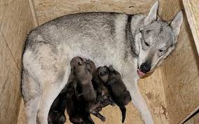 Finden sie alle informationen über den tschechoslowakischen wolfshund im zooplus magazin! Tschechoslowakischer Wolfshund Wolfshybrid Wolfshund Hunderassen