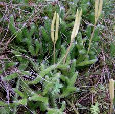 Image result for Lycopodiaceae