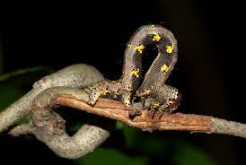 Image result for Hippocratea pallens