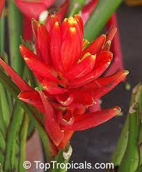 Image result for Renealmia africana