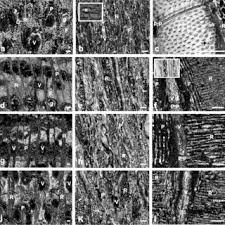 Image result for Searsia rehmanniana