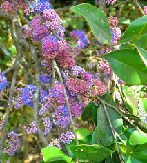 Image result for Memecylon sp. D