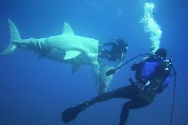 Meet The Man Who Lived Underwater For 31 Days Scuba Diving Quotes Diving Quotes Scuba Diving