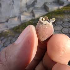 Image result for Ochthocharis