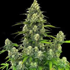 Gorilla Glue