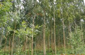 Year Wise Van Mahotsav Celebration Social Forestry