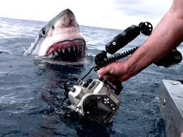 Do you know the secrets of sewing? Shark Week Videos Crazy Video From Florida The Outer Banks And Mexico Thrillist