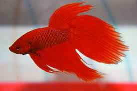 Fish fighter® (srs™) sliding rail system. Red Siamese Fighting Fish Betta Fish