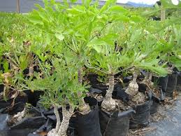 Image result for Cussonia corbisieri