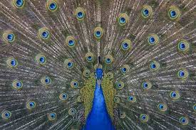 At twenty a man is a peacock, at thirty a lion, at forty a camel, at fifty a serpent, at sixty a dog, at seventy an ape, at eighty a nothing at all. 85 Peacock Quotes For Birds Lovers By Kidadl