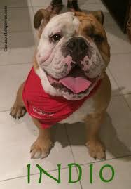Bulldogs are medium in size, and they are wide and compact with large, thick heads. 600 Unforgetabble Bulldog Names To Begin A Beautiful Friendship