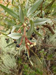 Image result for Ozoroa paniculosa