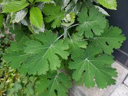 Image result for Macleaya