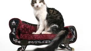 Katzensofa runs on the following operating systems: Katzensofa Katzenwelt Net