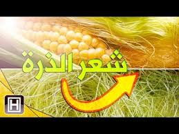 فوائد شعر الذرة الأربعة عشر التي تجعل من استهلاكها ضرورة Youtube In 2020 Vegetables Food Corn