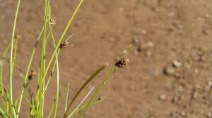 Image result for Isolepis setacea