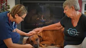 3 any extra costs to consider? In Home Pet Euthanasia Richmond Va Capital Home Veterinary Care
