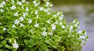 Image result for Hyparrhenia madaropoda