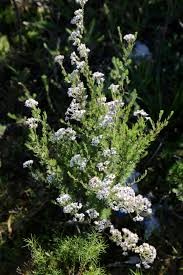 Image result for Eriocephalus racemosus