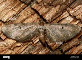 Image result for Eupithecia trisignaria