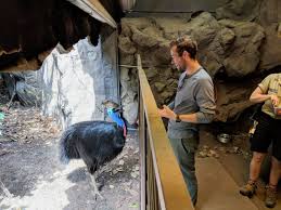 Til That Cassowary Meat Is So Tough That People Were Told To Cook It With A Stone In The Pot When The Stone Is Ready To Eat So Is The Cassowary