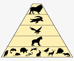 In front of white background. Food Chain America Betrayed How Globalist Elites Destroyed The Transparent Png 800x600 Free Download On Nicepng