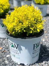 Image result for Berberis thunbergii