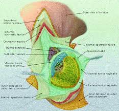 The overall survival rate is greater than 95%. Testicular Masses American Family Physician