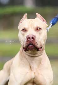 Pin On Pit Bulls 3